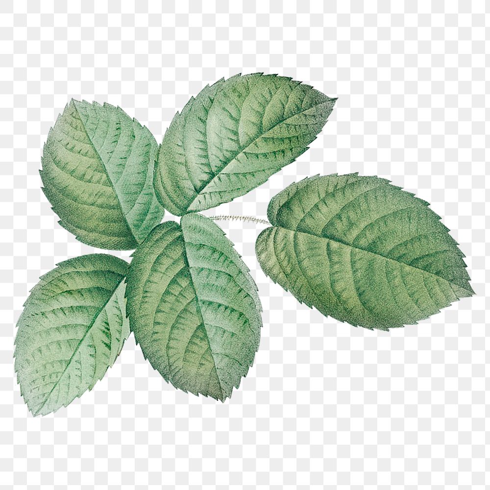 Green leaf png vintage botanical sticker, transparent background