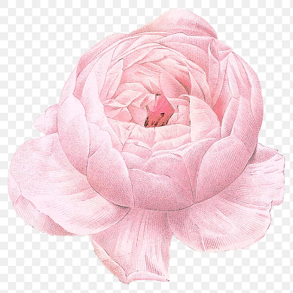 Cabbage rose png vintage pink flower sticker, transparent background