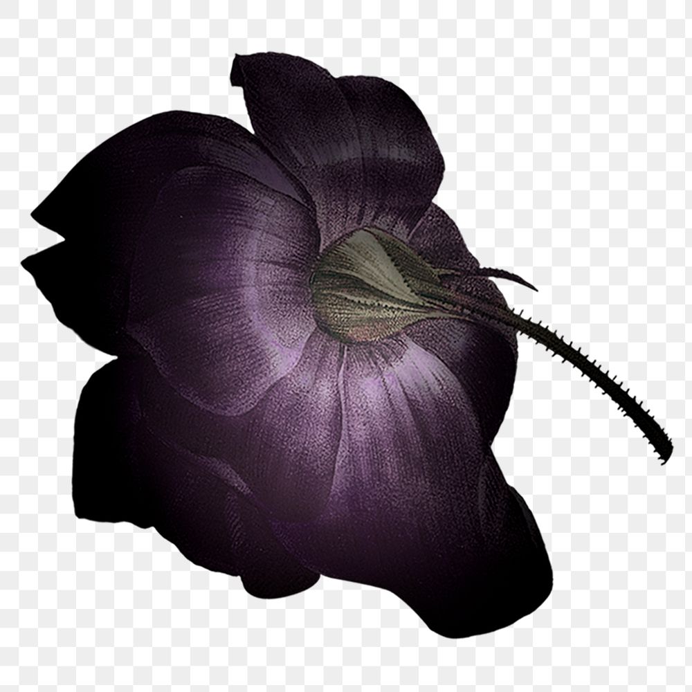 Purple flower png vintage sticker, transparent background