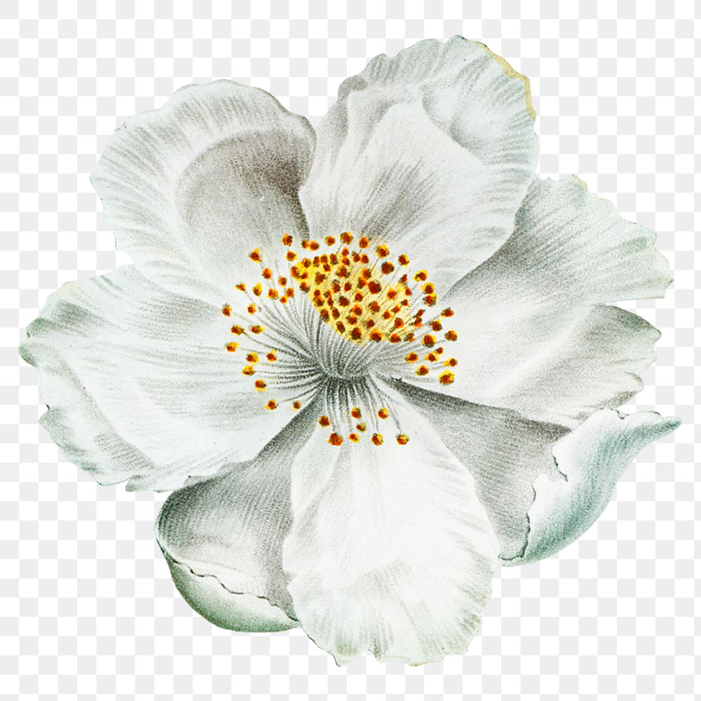 Musk rose png vintage white flower sticker, transparent background