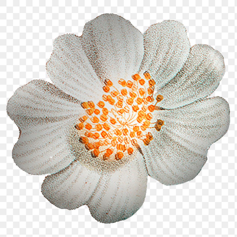 White flower png vintage McCartney rose sticker, transparent background