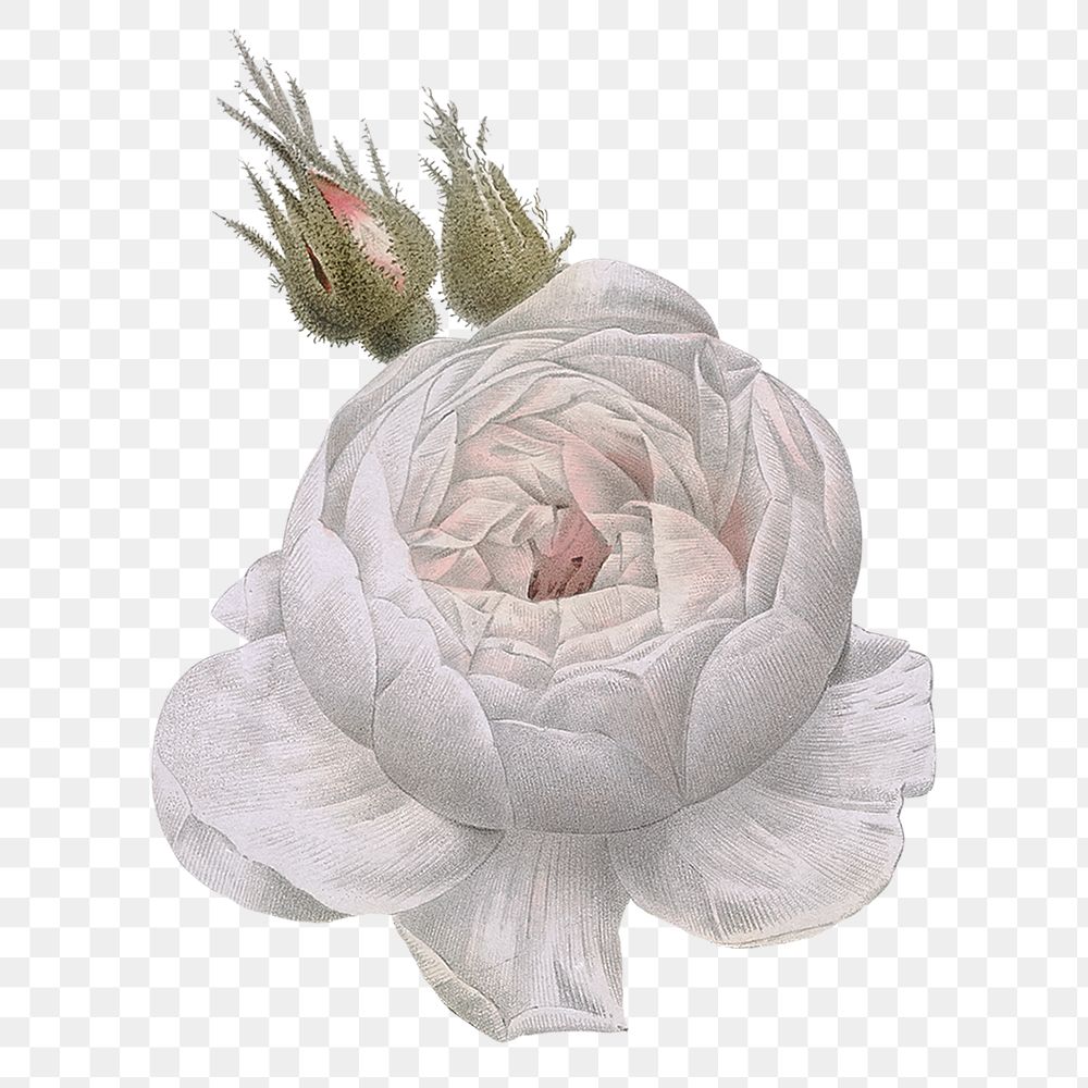 PNG white moss rose flower sticker, transparent background