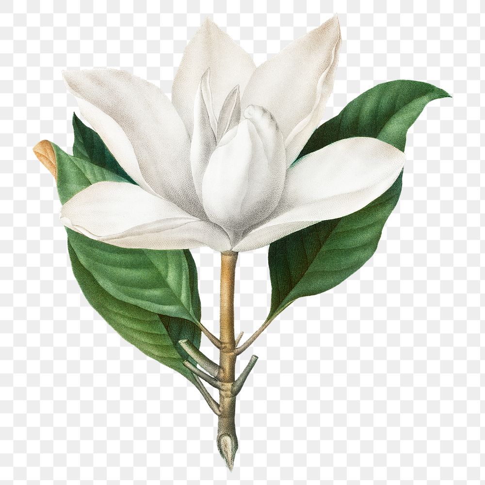 Vintage magnolia png white flower sticker, transparent background
