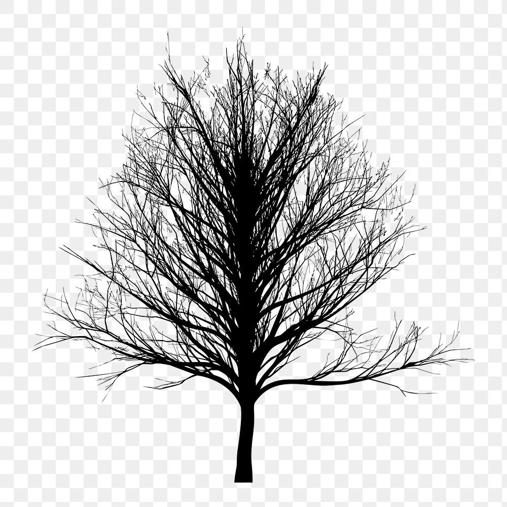 PNG Leafless tree clipart, transparent background. Free public domain CC0 image.