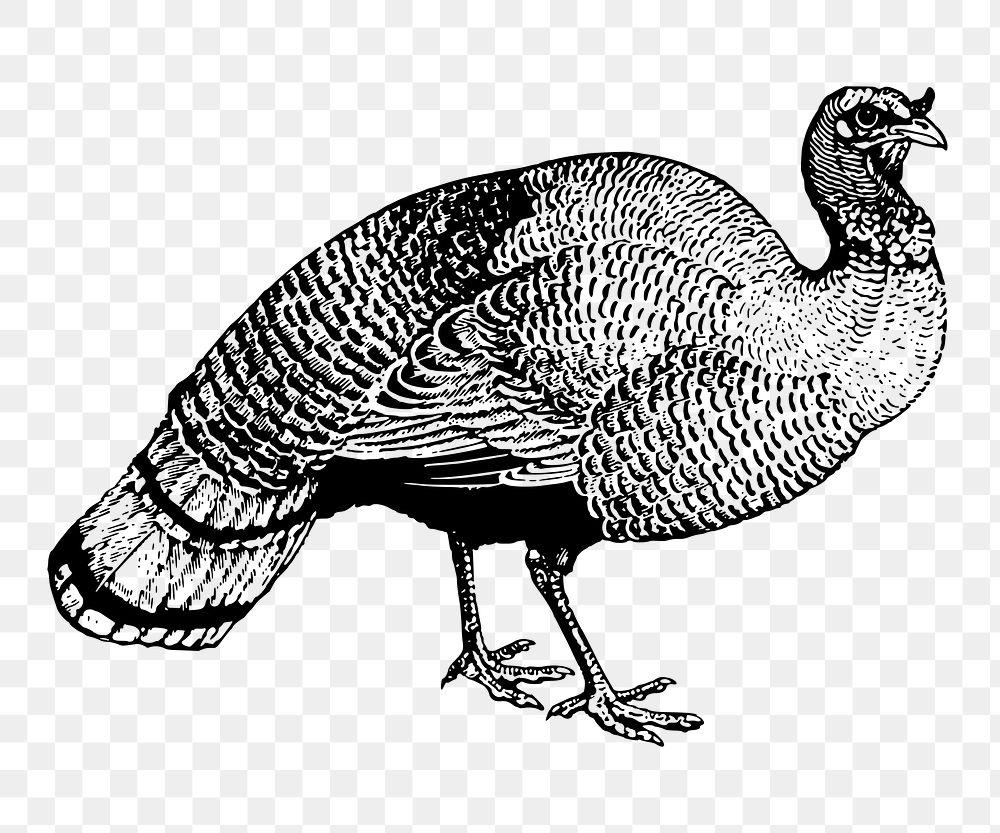 PNG Wild turkey clipart, transparent background. Free public domain CC0 image.