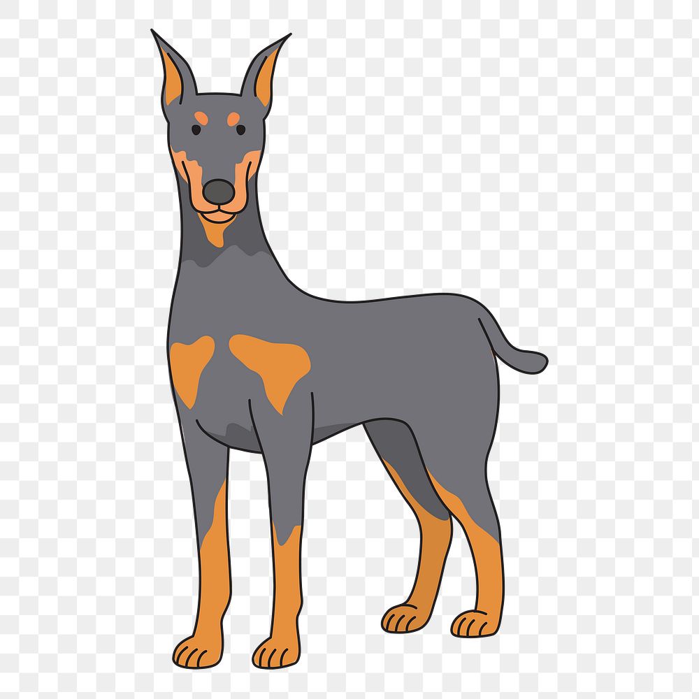 Doberman  png clipart illustration, transparent background. Free public domain CC0 image.