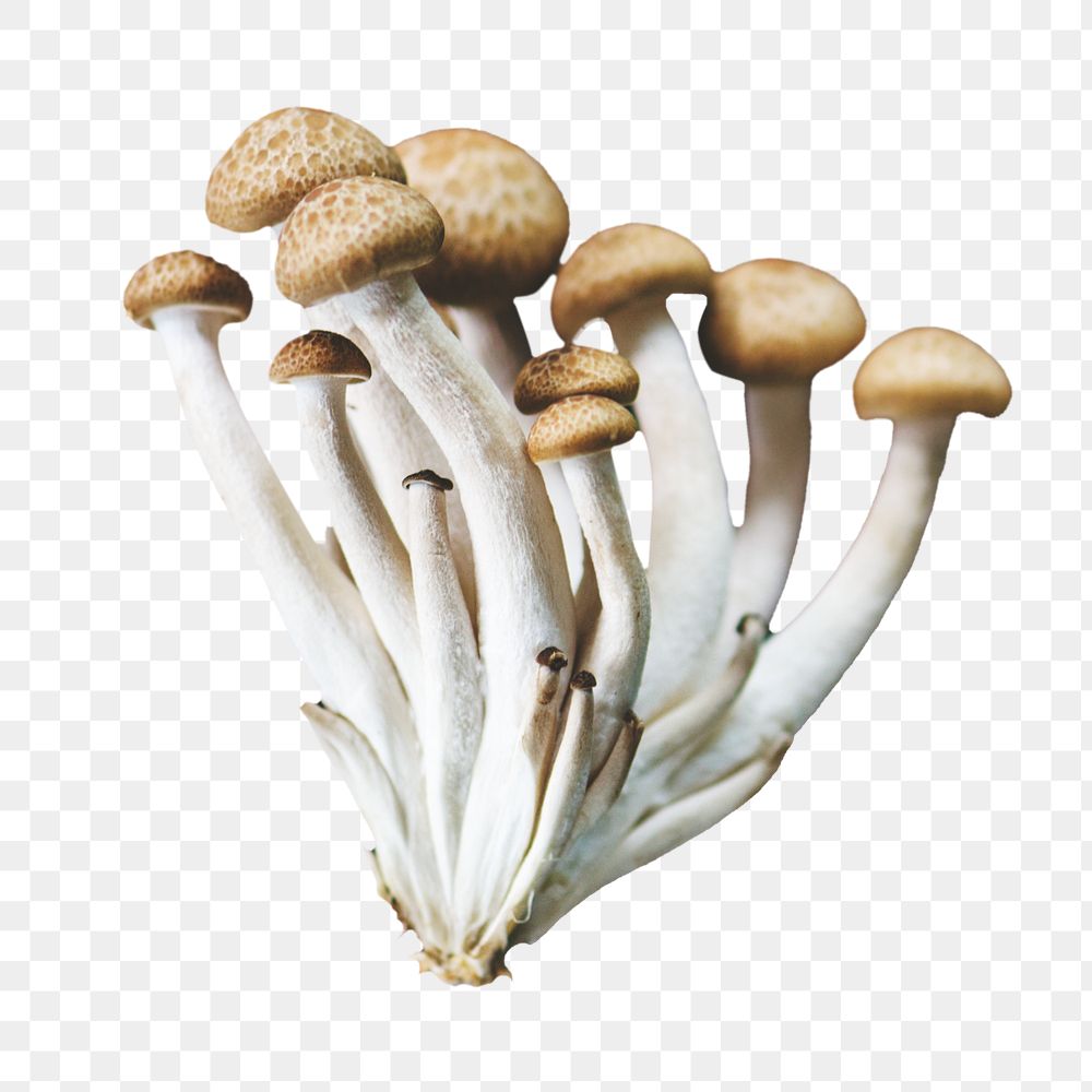 Shimeji mushroom png vegetable sticker, transparent background