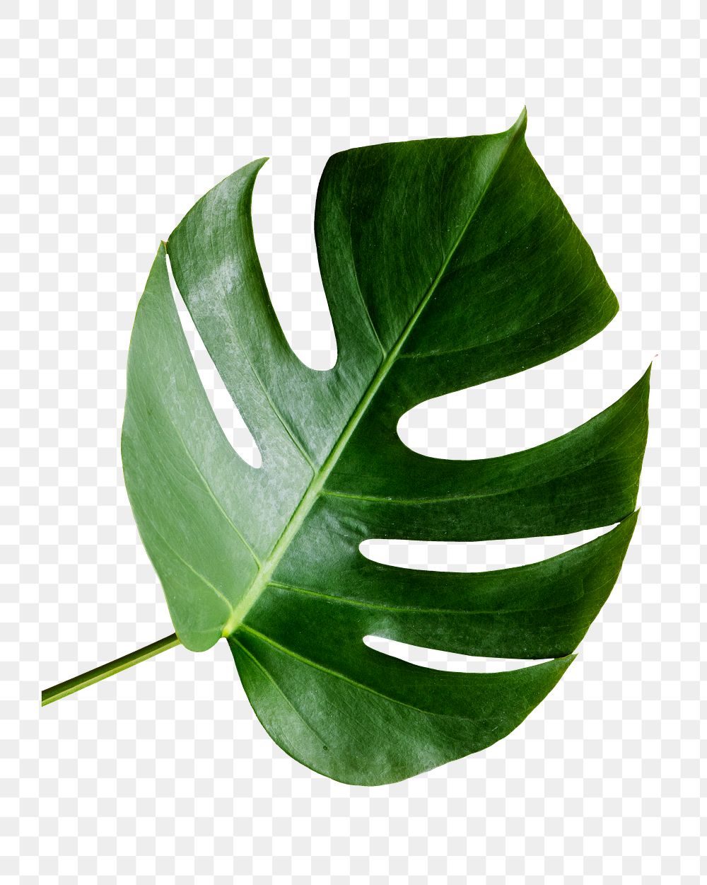 Monstera leaf png sticker isolated image, transparent background