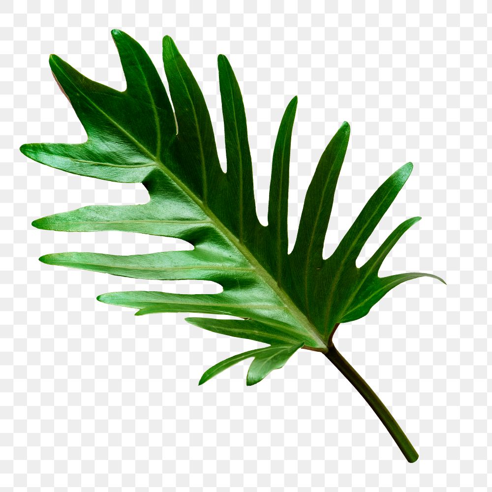 Philodendron Xanadu leaf png sticker isolated image, transparent background