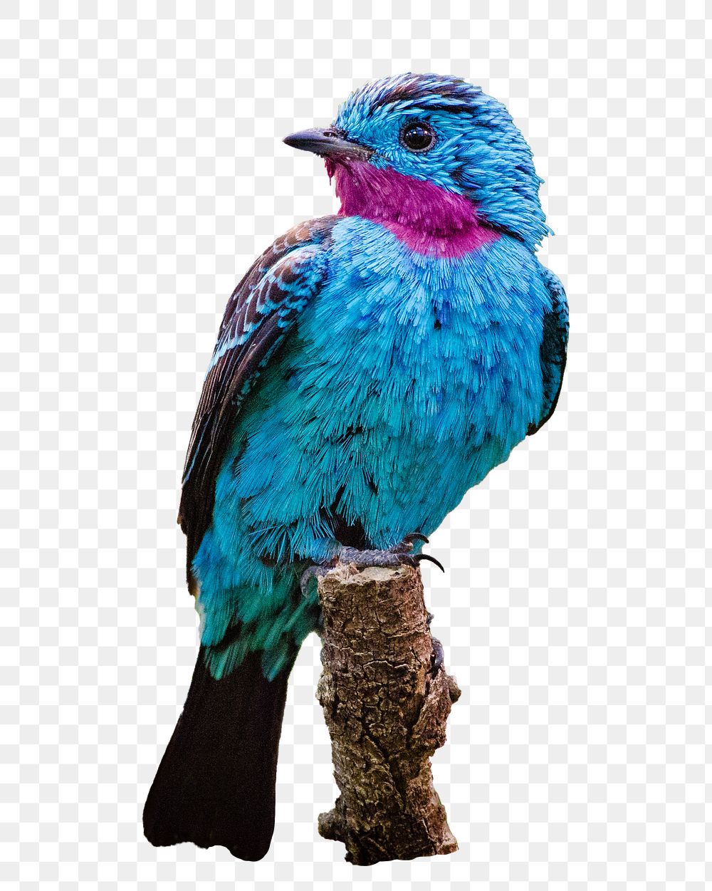 Blue bird png animal sticker, transparent background