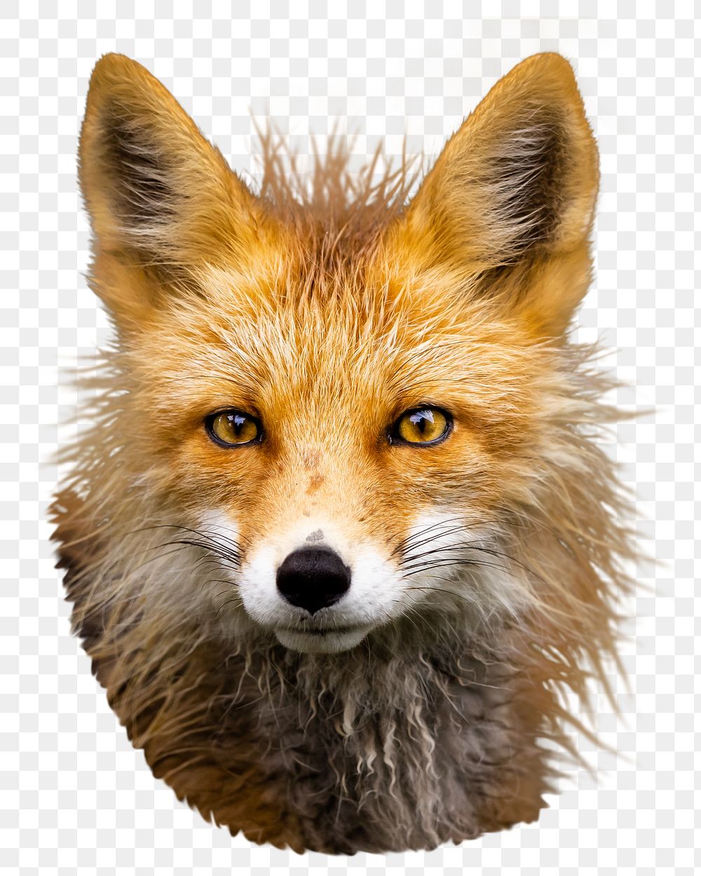 Red fox png sticker, animal image, transparent background