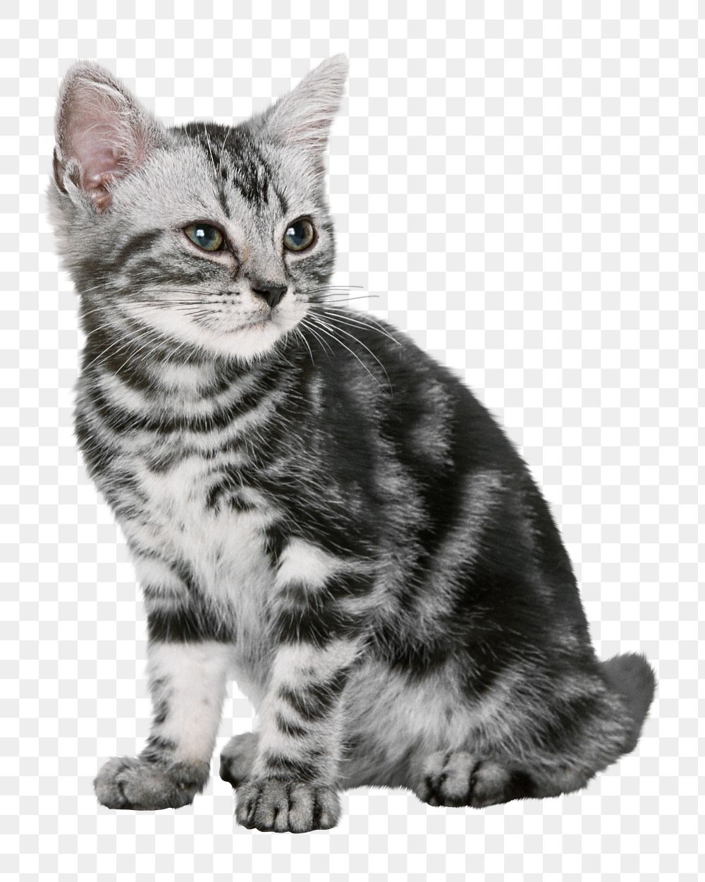 British shorthair kitten png sticker, transparent background