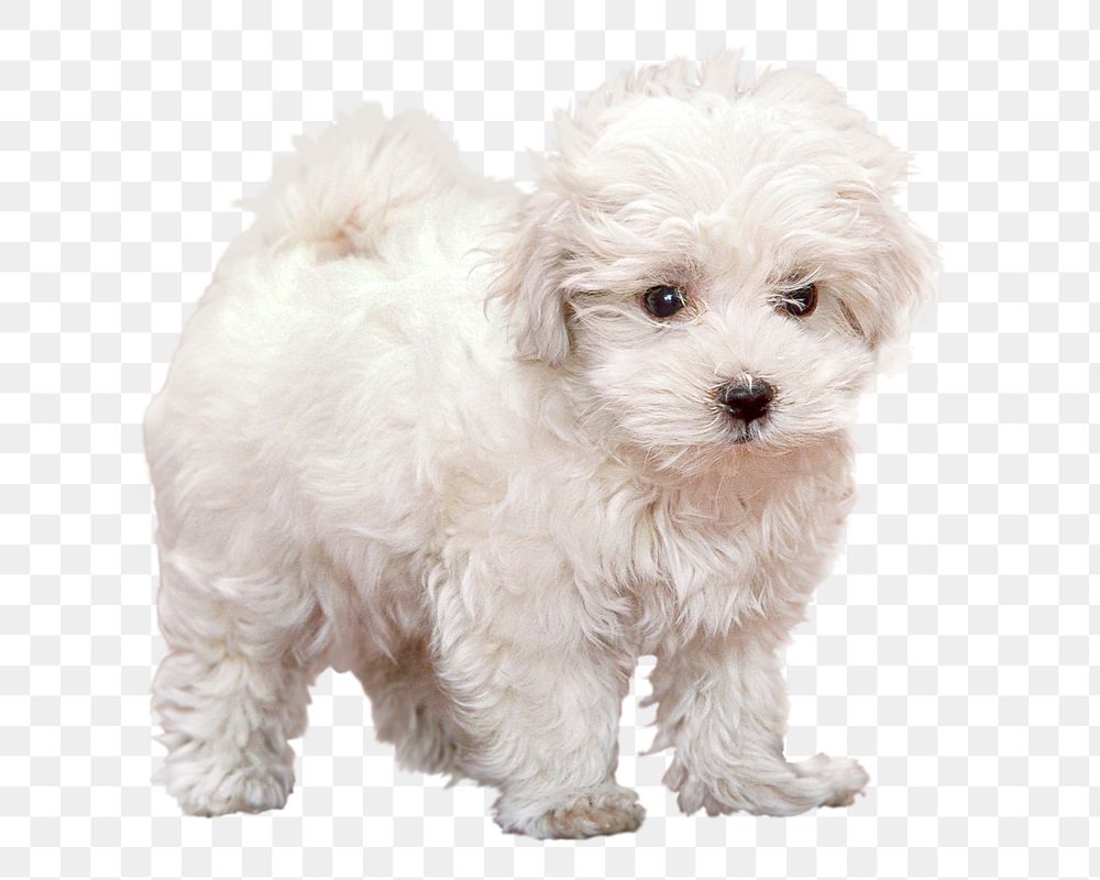 White fluffy puppy png sticker, transparent background