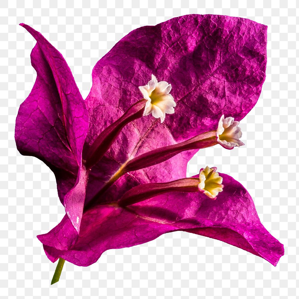 Bougainvillea flower png sticker, transparent background