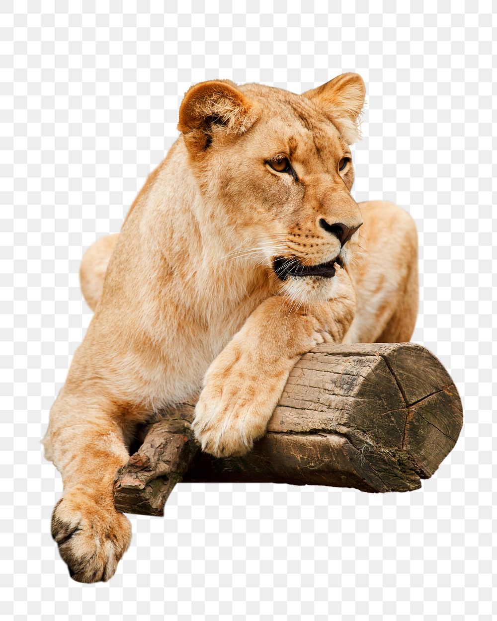Female lion png sticker, animal image, transparent background