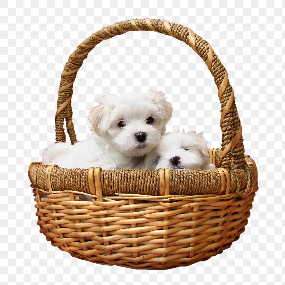 Puppies in basket png sticker, transparent background