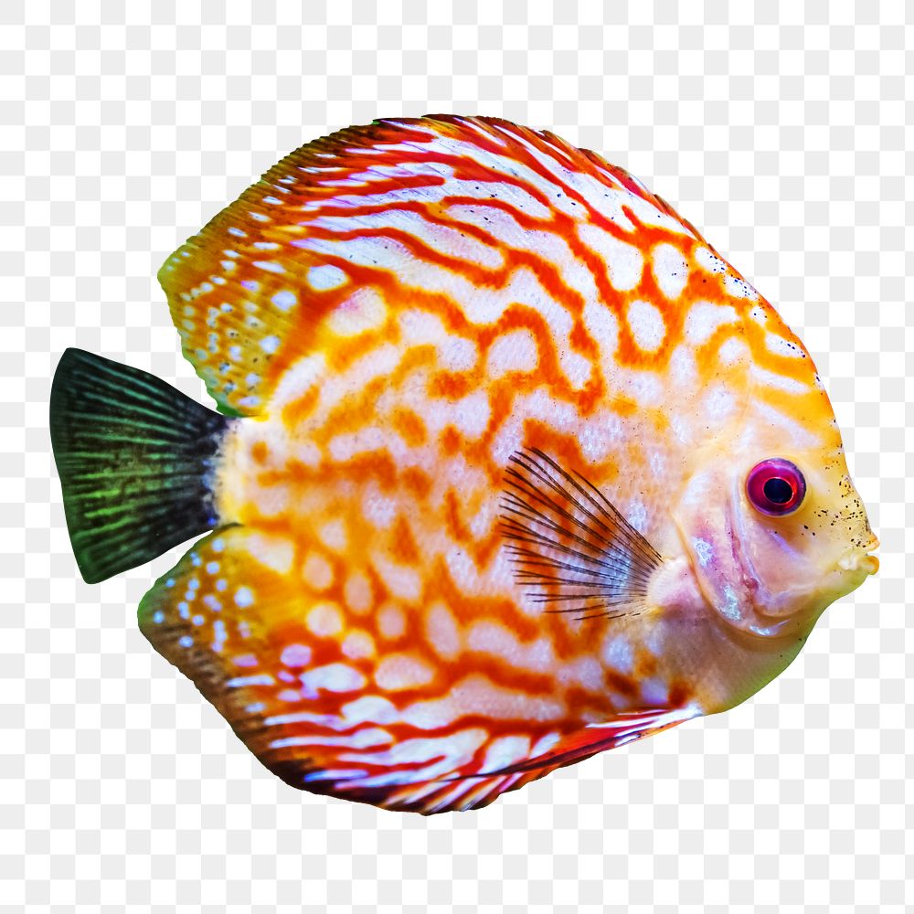 Red discus fish png sticker, transparent background