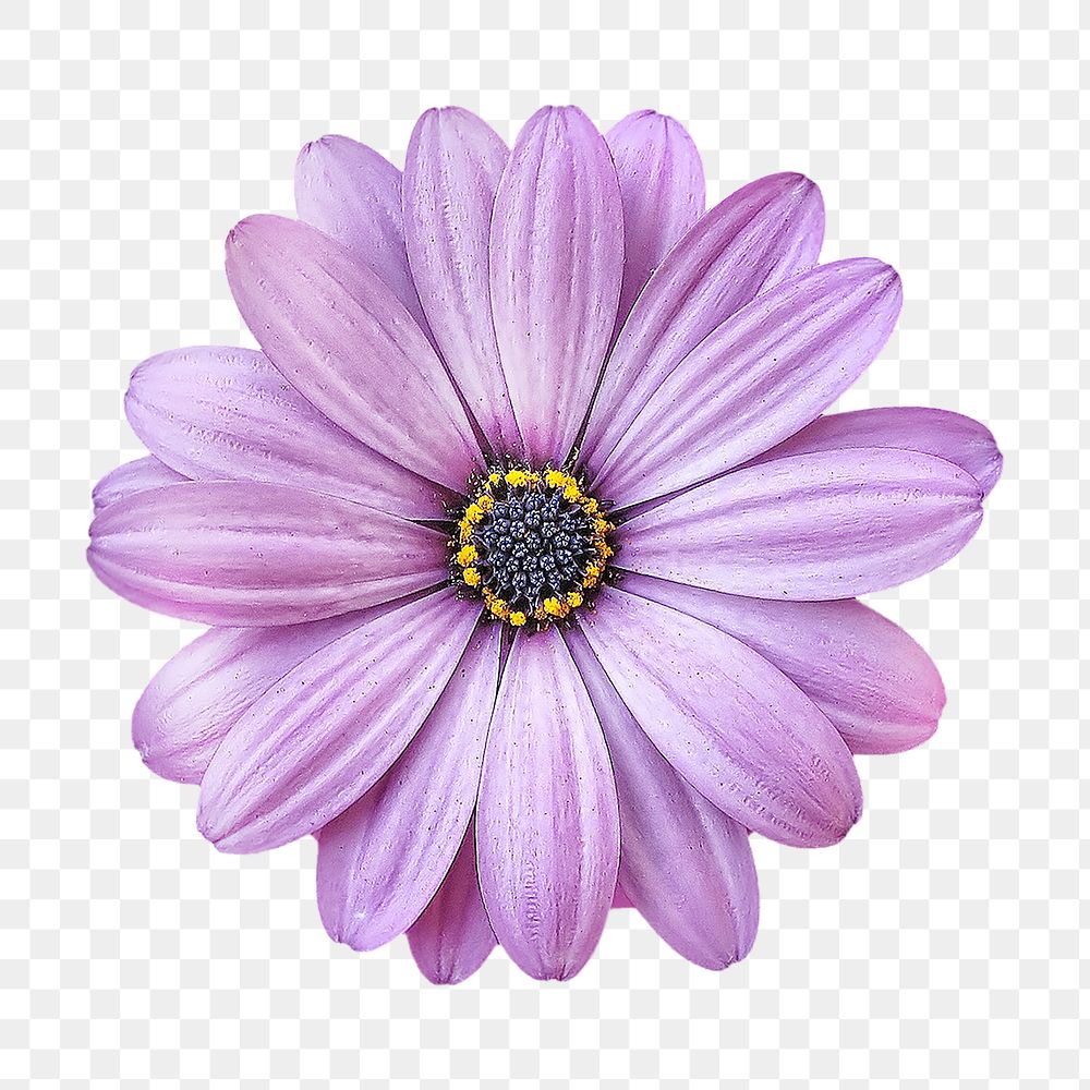 Purple daisy png sticker, transparent background