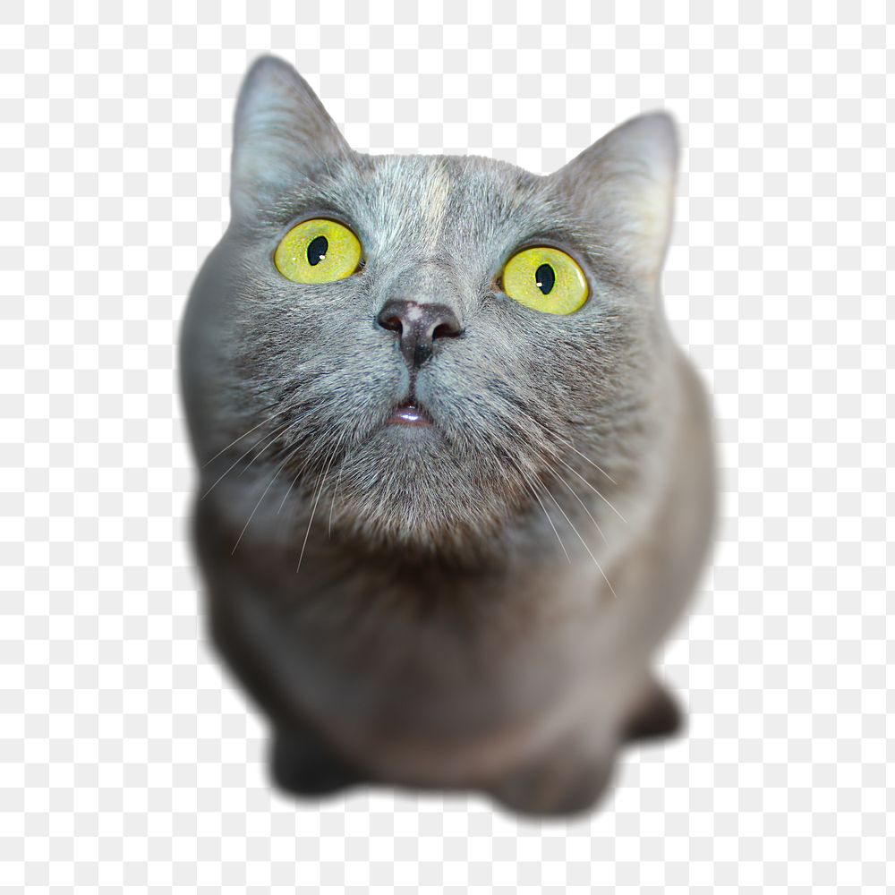 Chartreux cat png pet sticker, transparent background