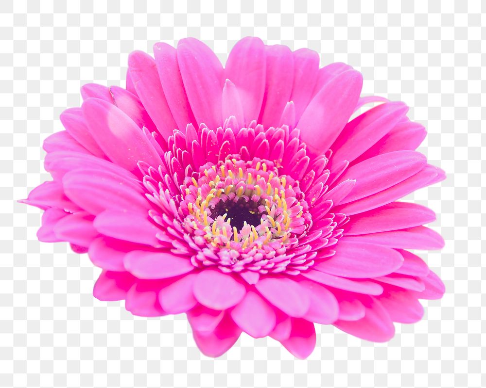 Pink daisy png sticker, transparent background