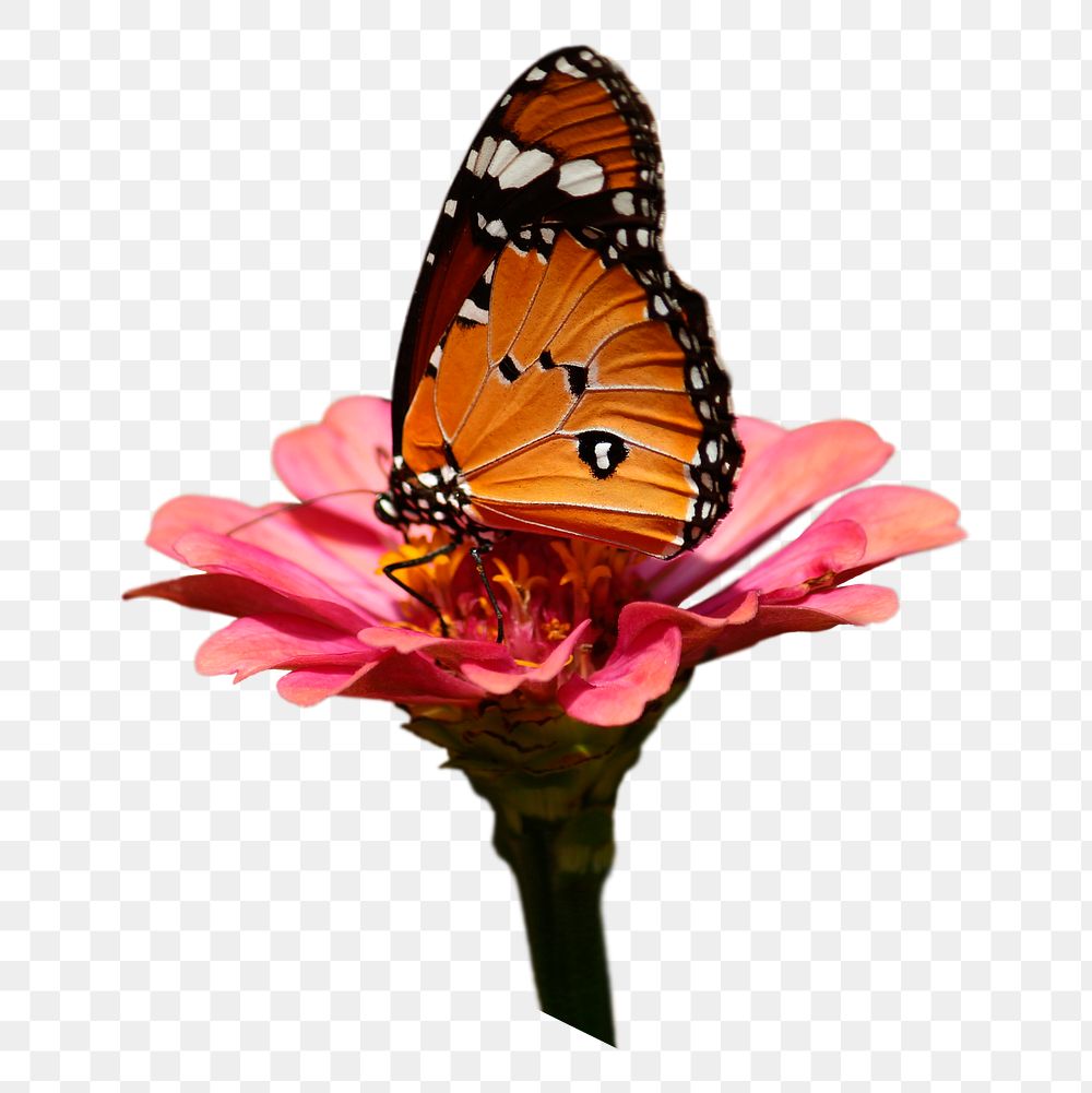 Butterfly on flower png sticker, animal image, transparent background