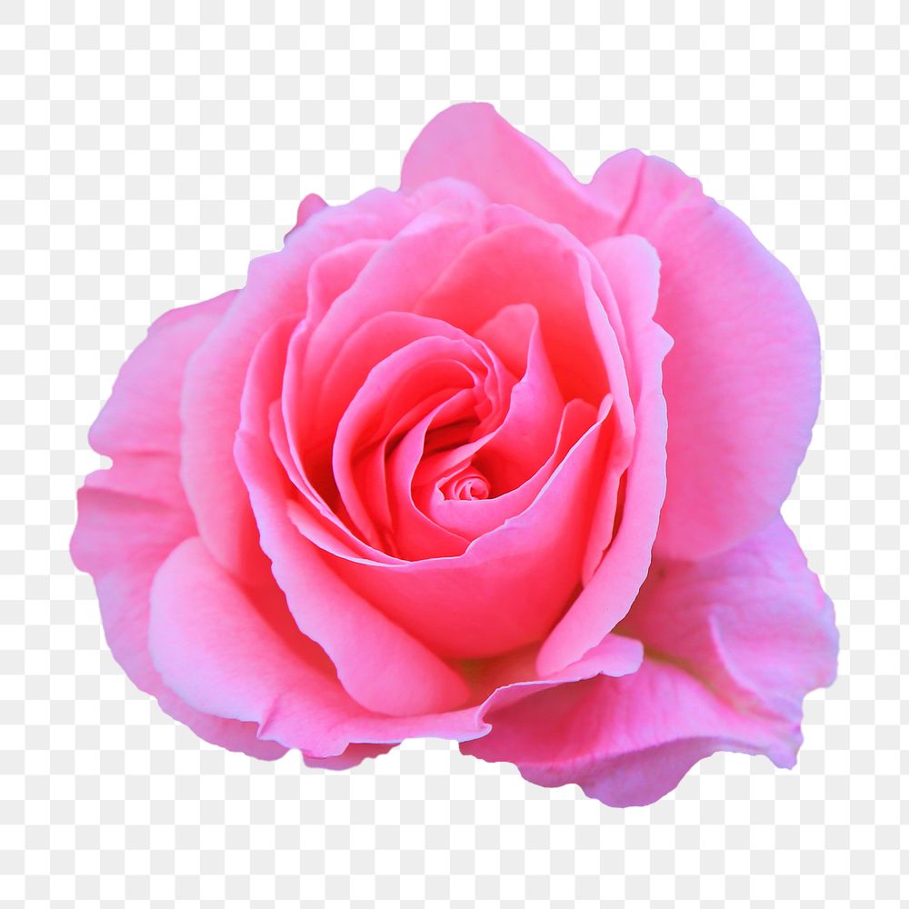 Pink rose png sticker, transparent background