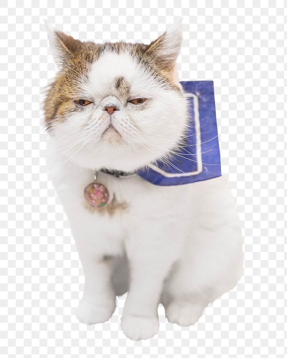 Exotic shorthair cat png sticker, transparent background