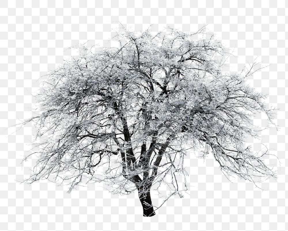 Winter tree png sticker, transparent background