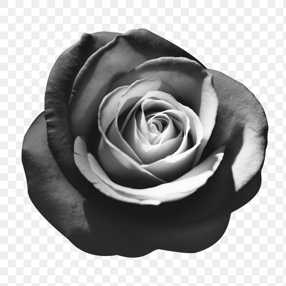 BW rose png sticker, transparent background