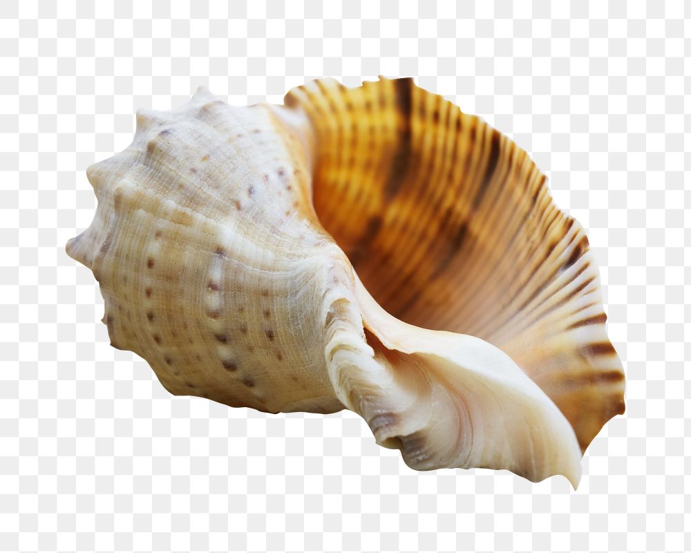 Conch seashell png sticker, transparent background