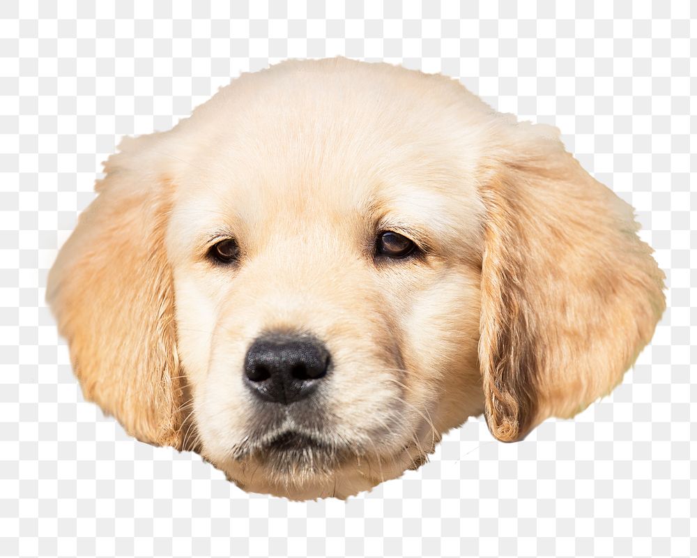 Golden retriever puppy png sticker, transparent background