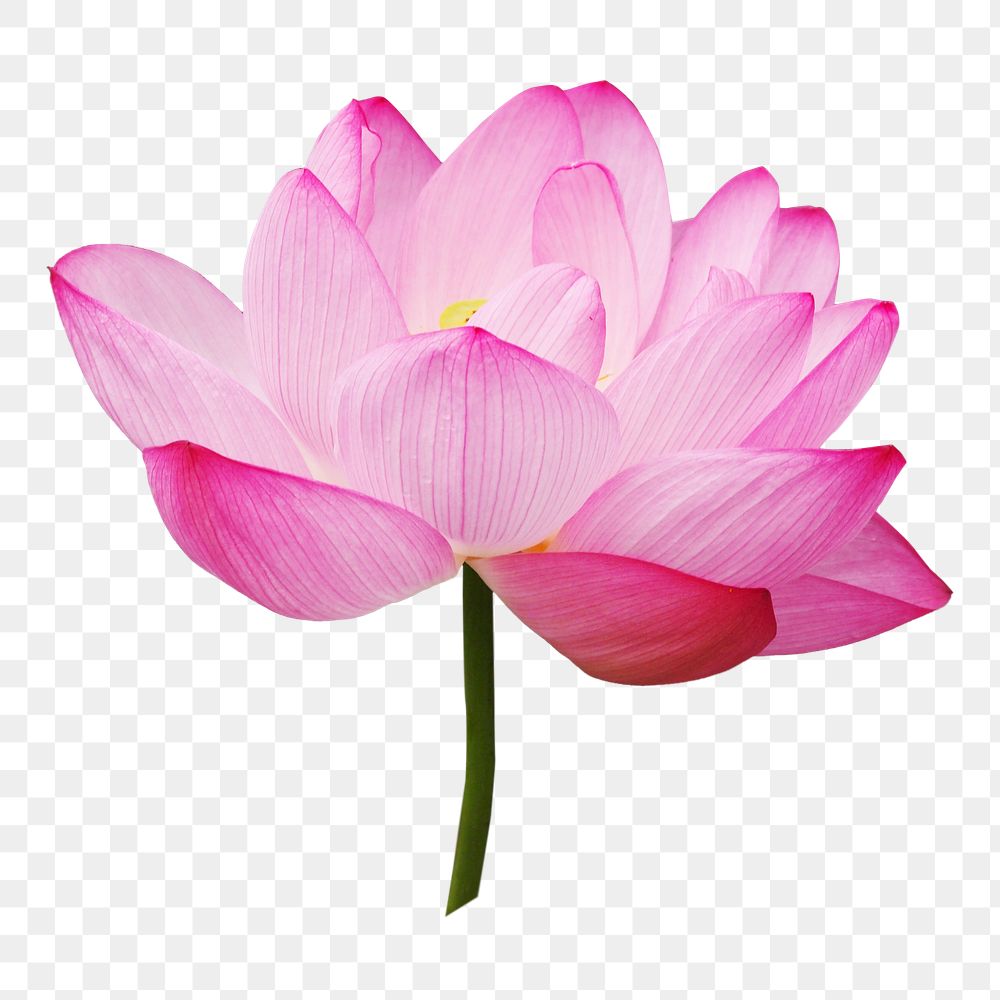 Lotus flower png sticker, transparent background