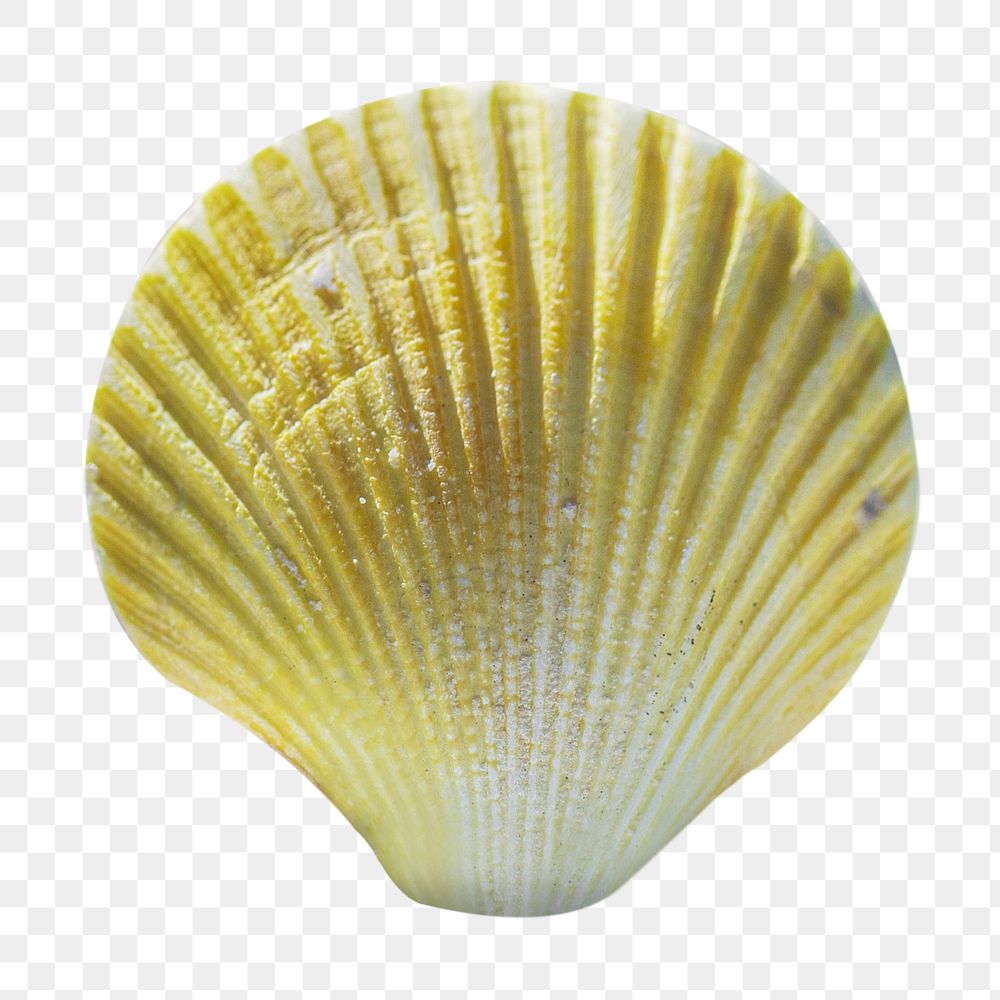 Gradient seashell png sticker, transparent background