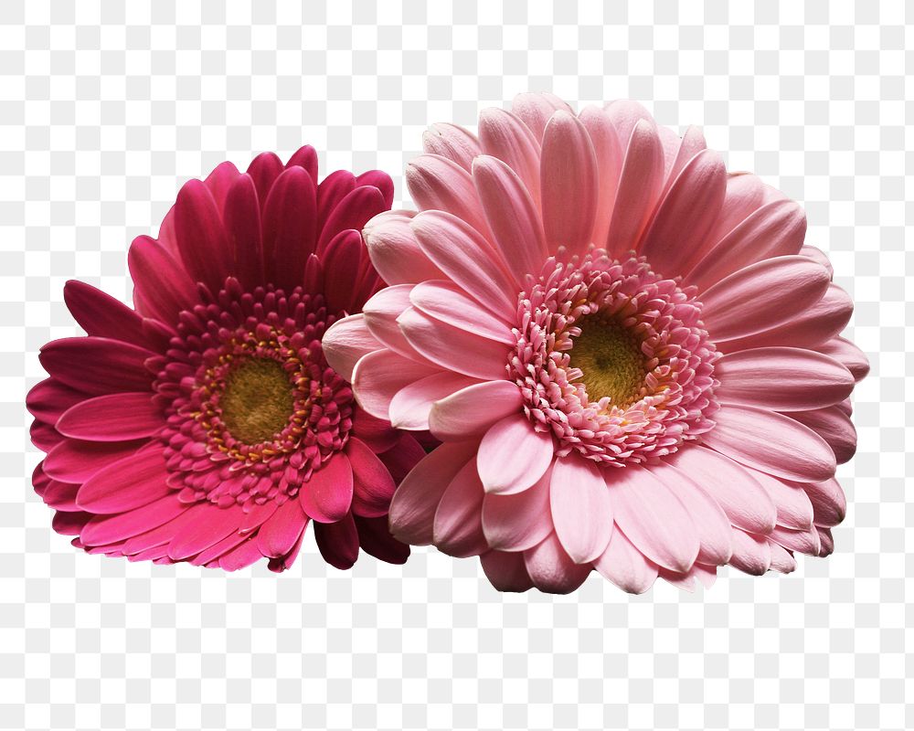 Pink daisy png sticker, transparent background