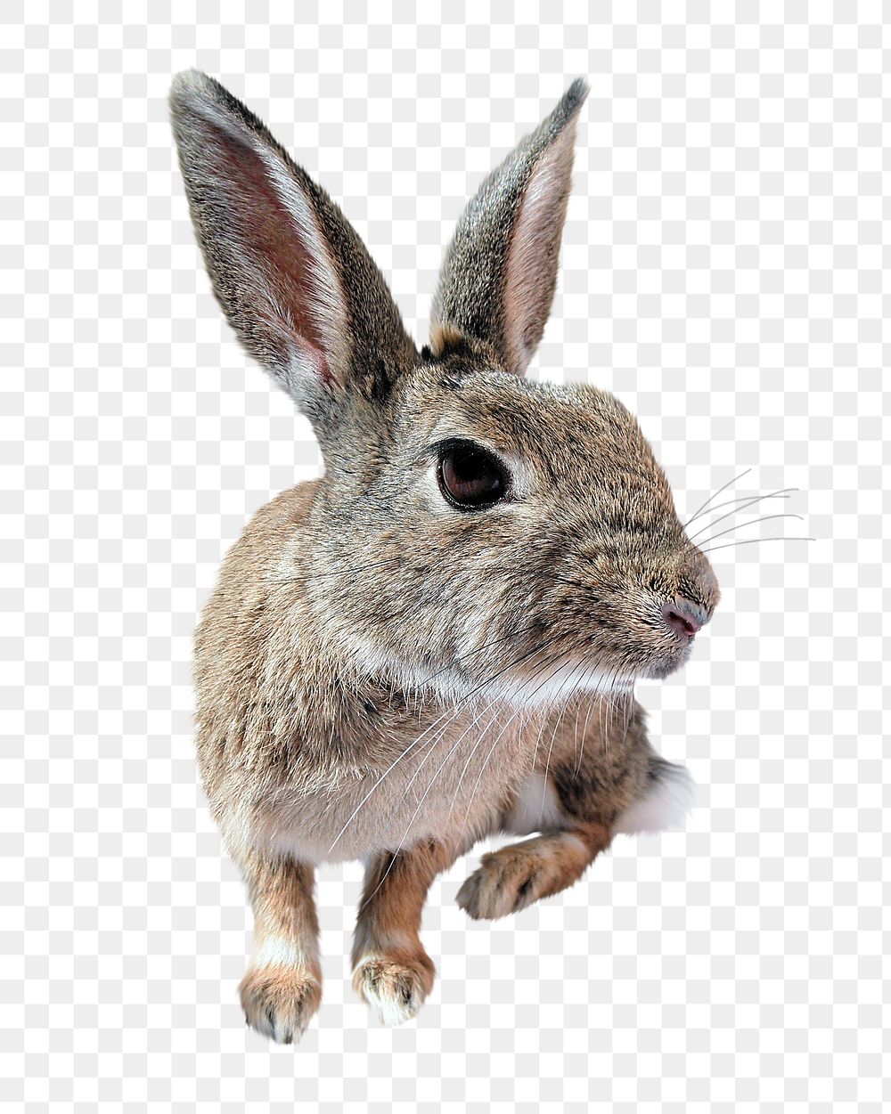 Wild rabbit png sticker, transparent background