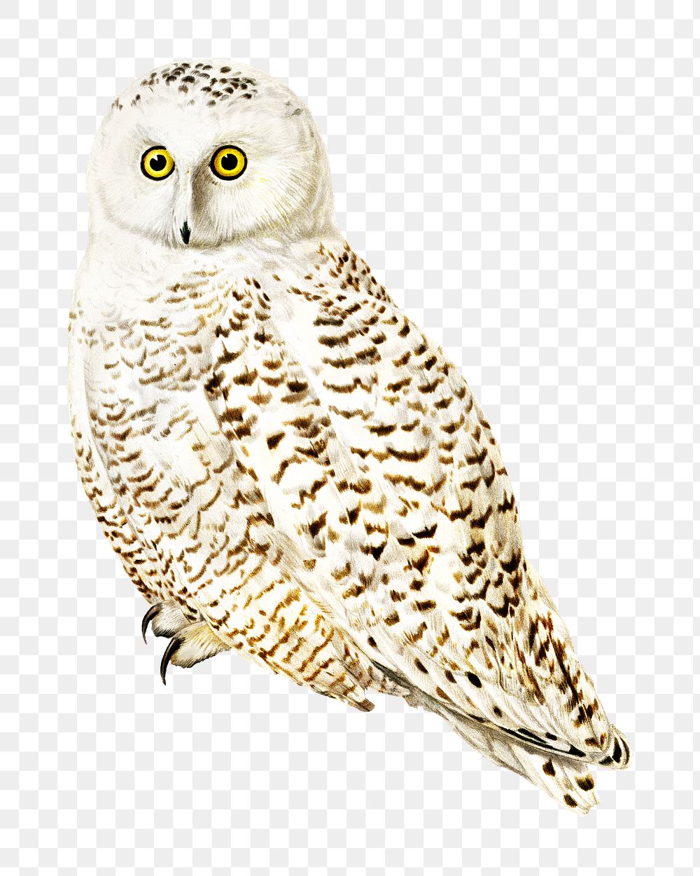 Snowy owl png bird sticker, transparent background