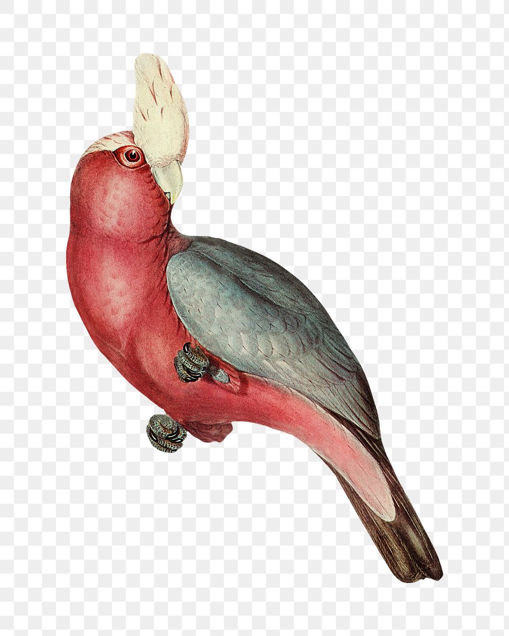 Rose-breasted Cockatoo png bird sticker, transparent background