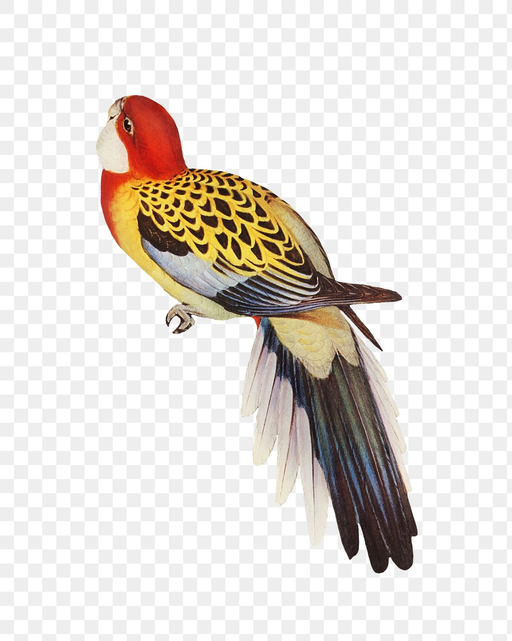 Splendid parakeet png bird sticker, transparent background