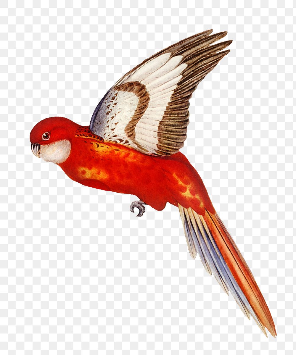 Fiery parakeet png bird sticker, transparent background