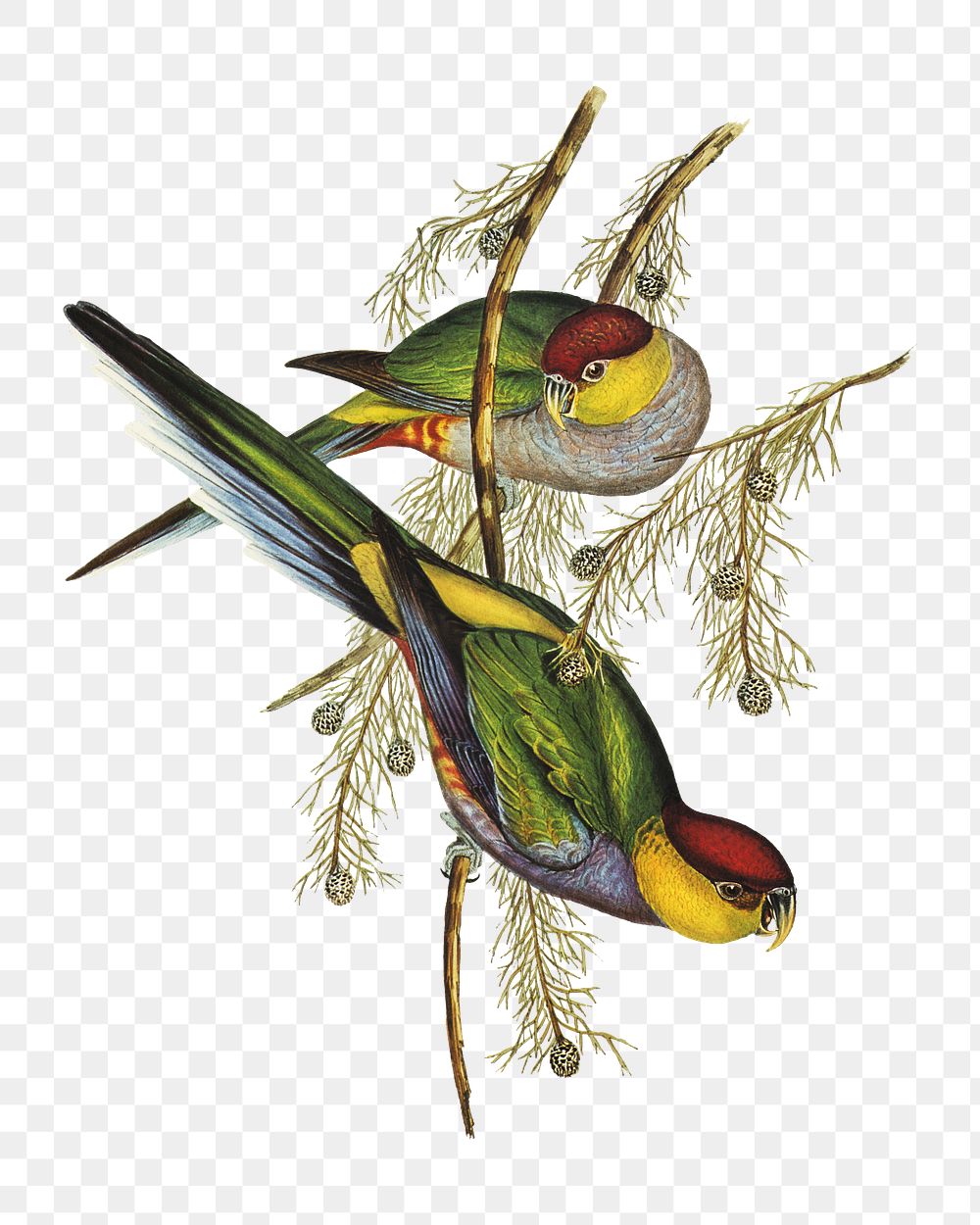 Red-capped parakeet png bird sticker, transparent background