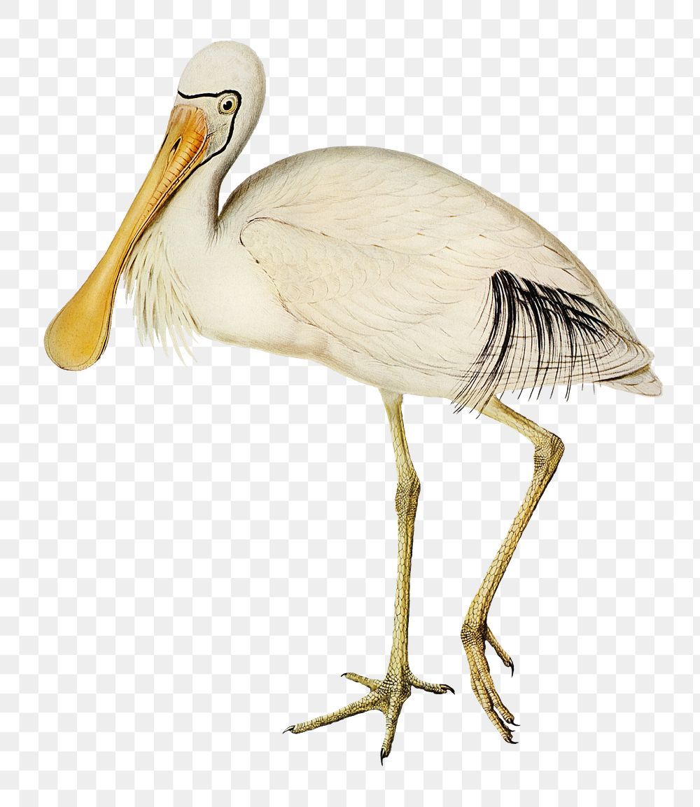 Yellow-legged spoonbill png bird sticker, transparent background