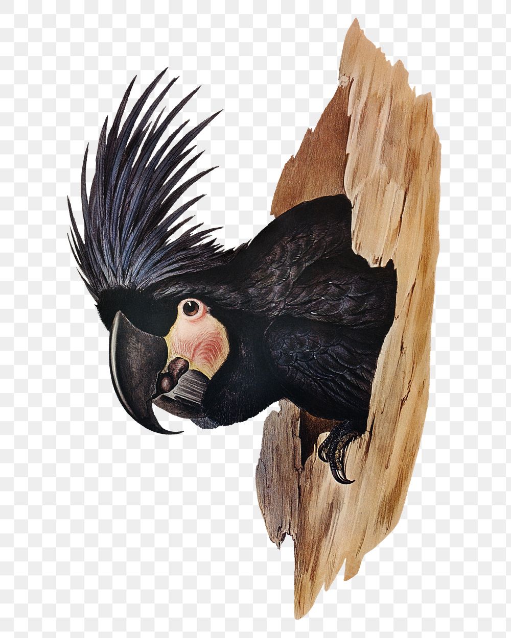 Great palm-cuckatoo png bird sticker, transparent background