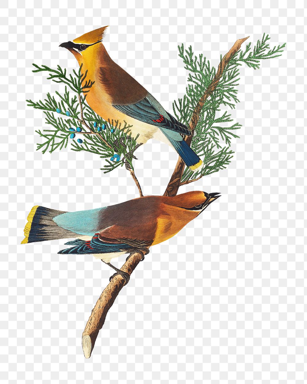 Cedar png bird sticker, transparent background
