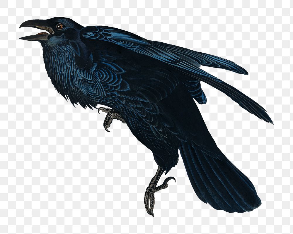 Raven png bird sticker, transparent background