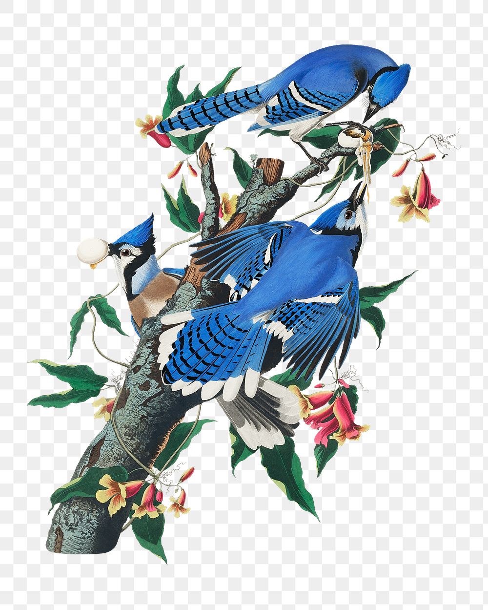 Blue jay png bird sticker, transparent background