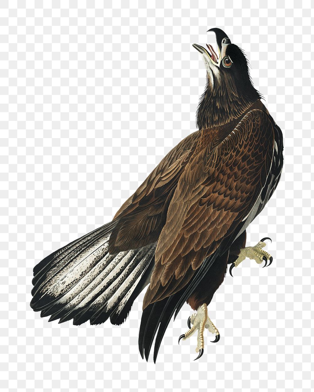 White-headed eagle png bird sticker, transparent background