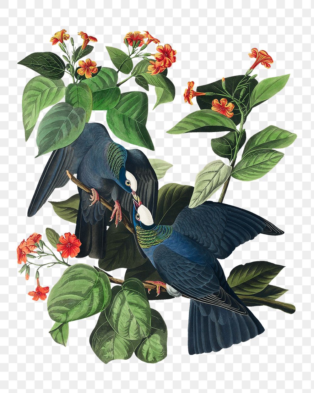 White-crowned pigeon png bird sticker, transparent background