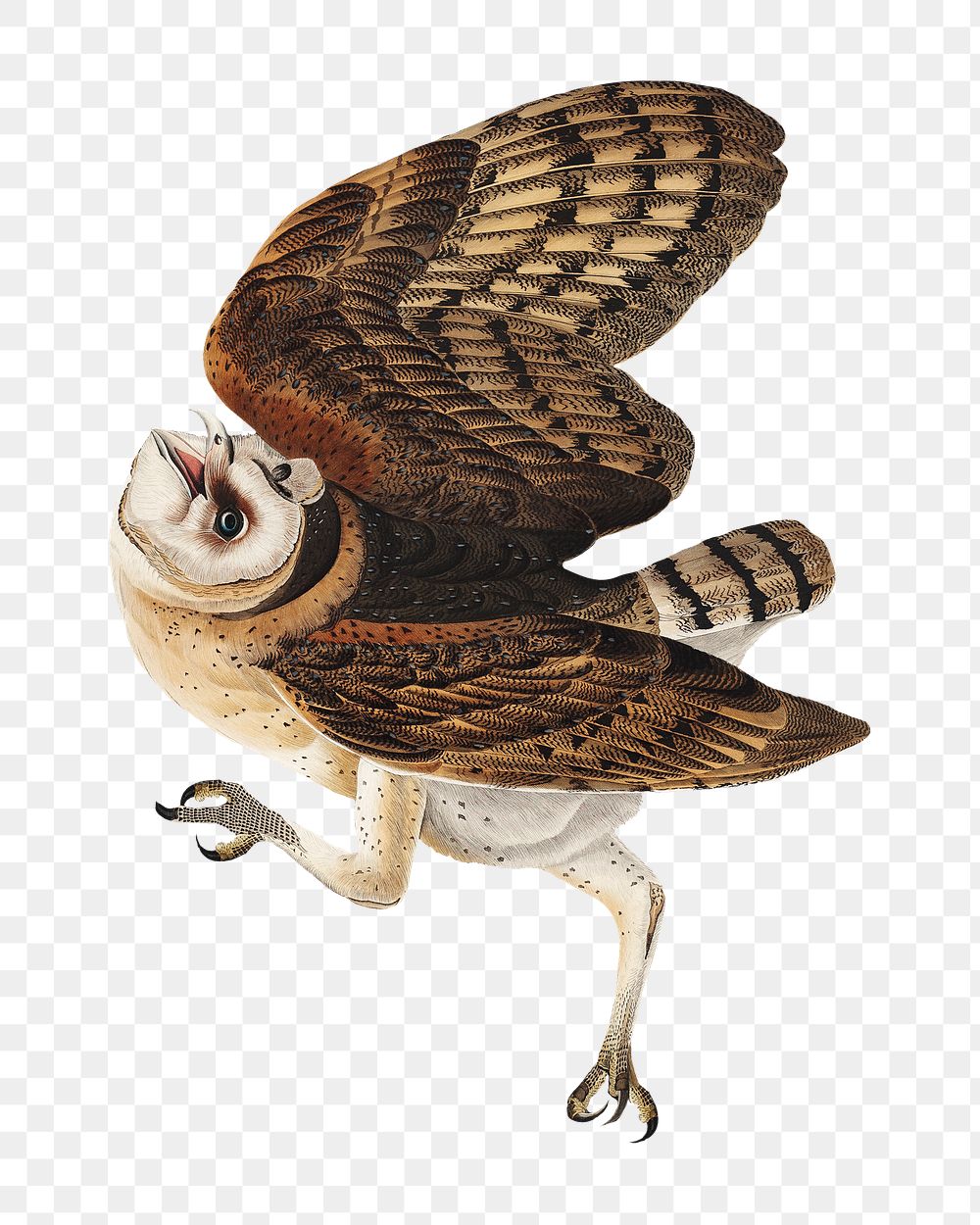 Barn owl png bird sticker, transparent background