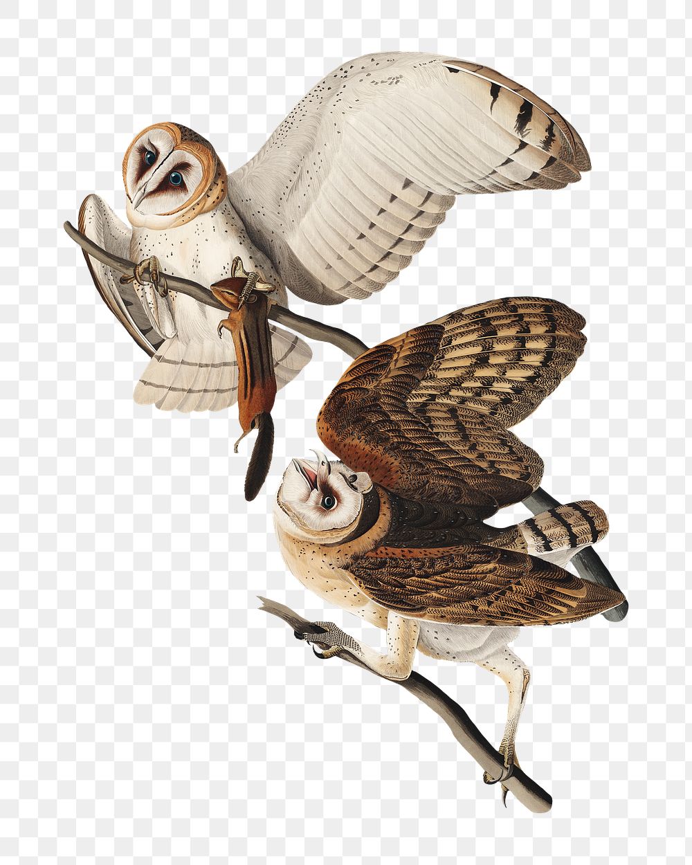 Barn owl png bird sticker, transparent background