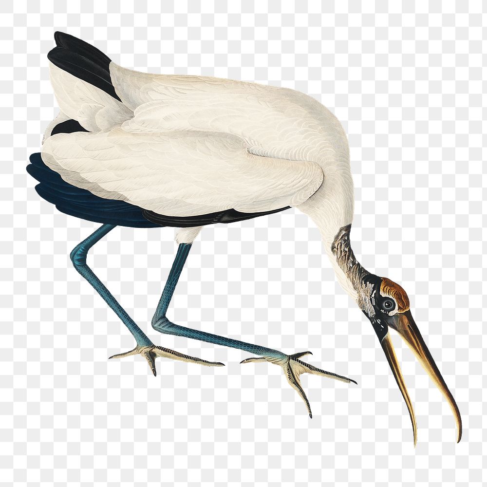 Wood ibis png bird sticker, transparent background
